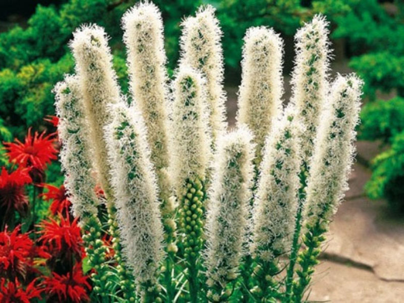 Spikelet liatris w ogrodzie