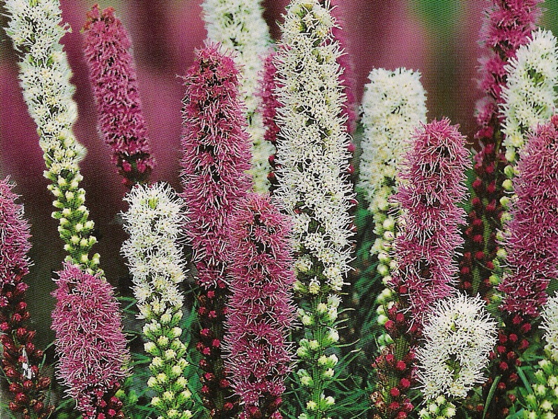 Liatris spikelet