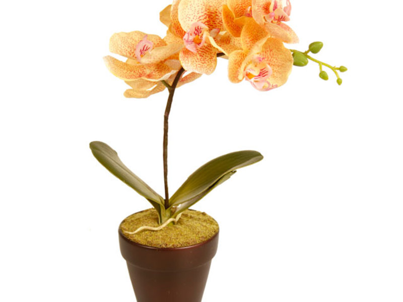 The orchid flower can grow in a plastic or ceramic pot.