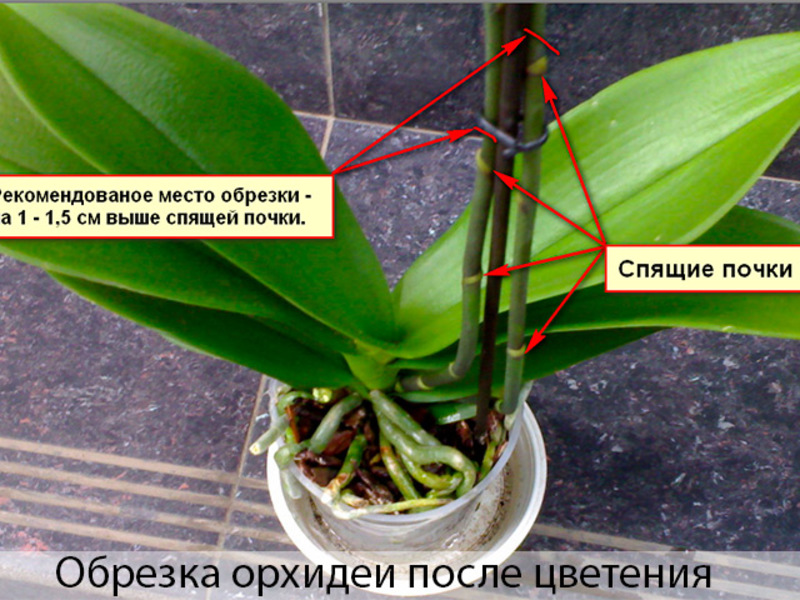 Az orchidea gondozása némi tudást igényel.