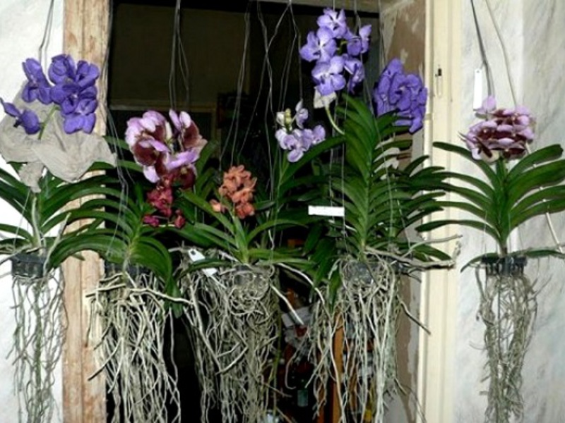 Cuidar das orquídeas é muito importante, pois flores decorativas exóticas são suscetíveis a diversas doenças.