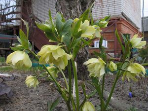 Menanam hellebore