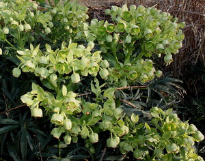 Hellebore blomst