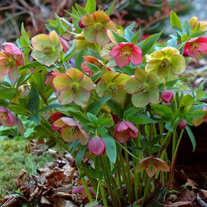 Varieties and types of hellebore