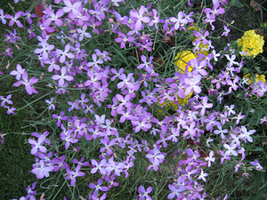 Com creix i quan floreix la violeta nocturna?