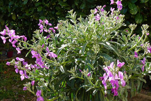 La violeta nocturna Mattiola crece bien en camas de jardín.