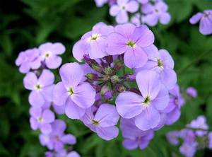 Nacht violette bloei - paarse delicate bloemen betoveren.