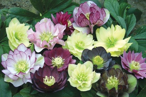 ดอกไม้ Hellebore