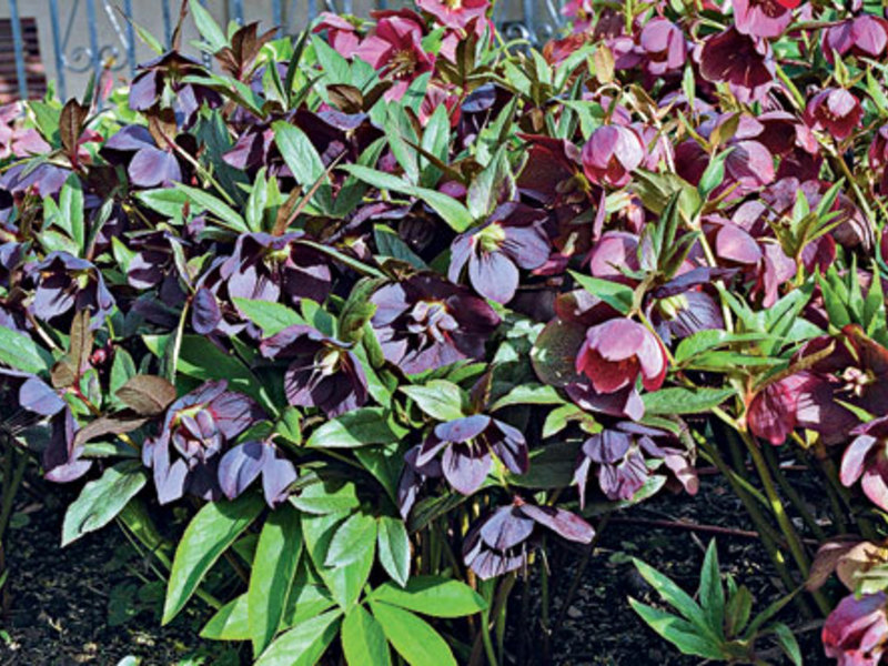 A hellebore fajta leírása