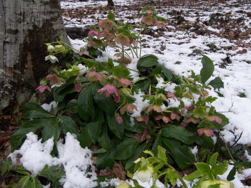 Hellebore na bulaklak at mga uri nito