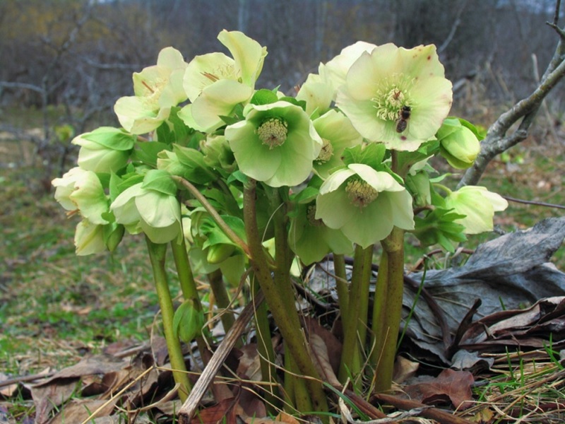 Hellebore flower cultivation