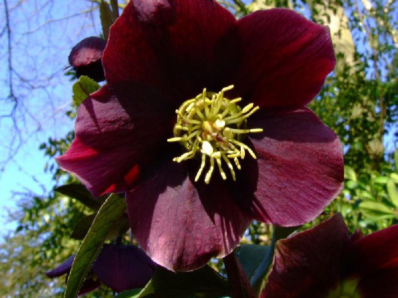 Hellebore flower