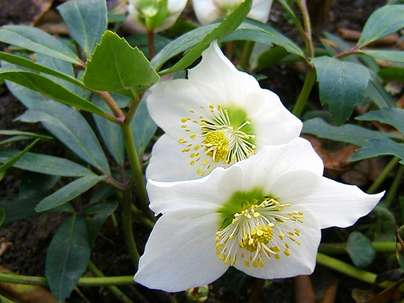 Hellebore forplantning