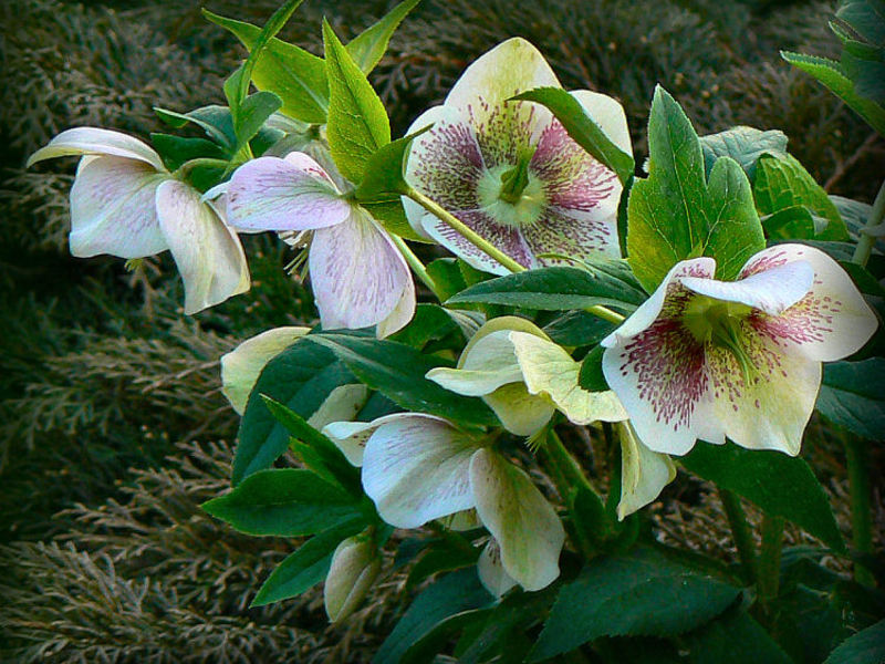 زهرة جنس Hellebore