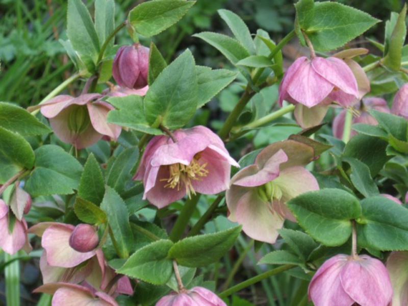 Kasvava hellebore