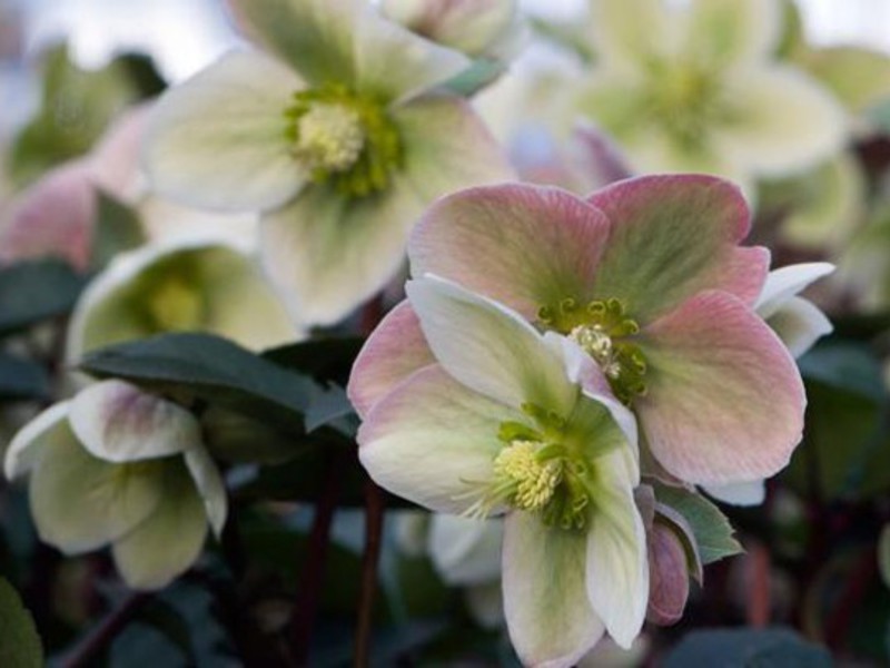 Πώς να φυτέψετε ένα hellebore