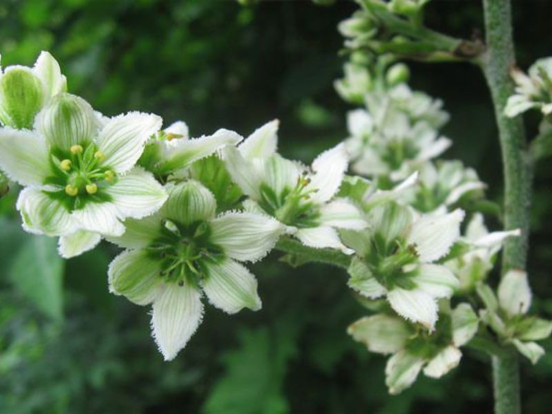 Hellebore đang phát triển