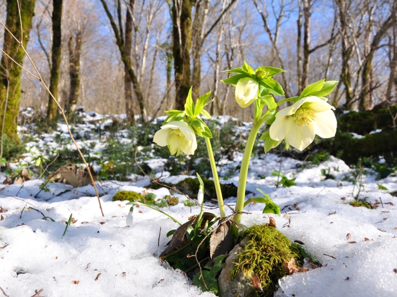 Kung saan lumalaki ang hellebore