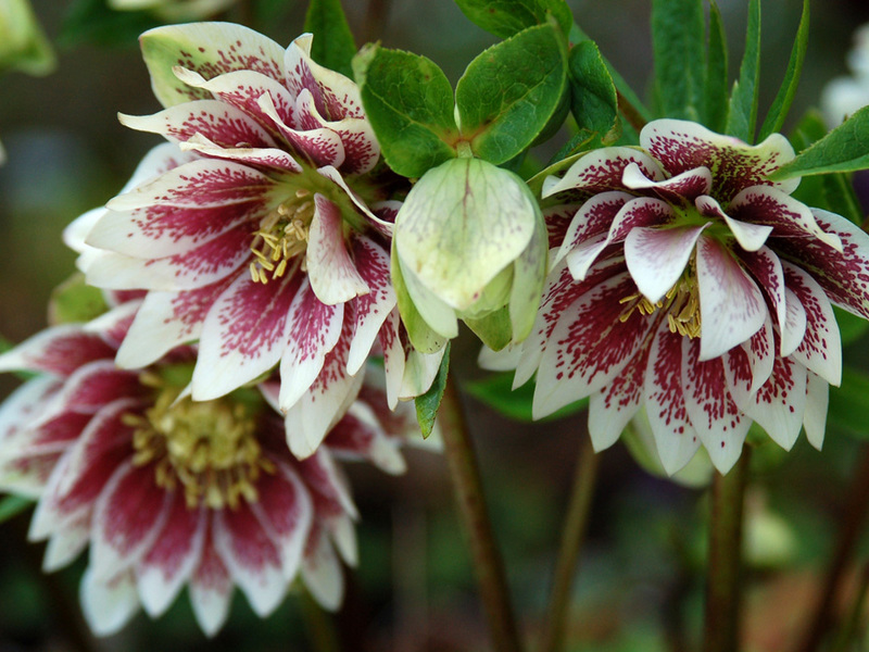 Sådan plantes en helleboring