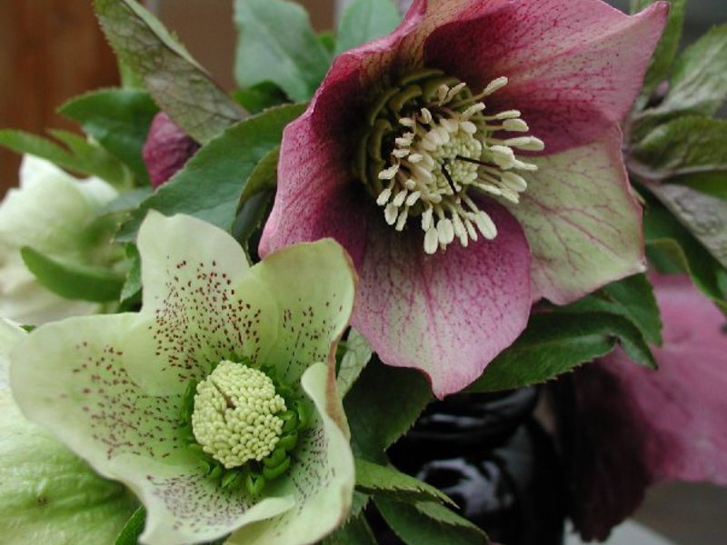 Điều kiện để phát triển hellebore