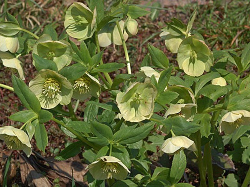 Hellebore virágzik