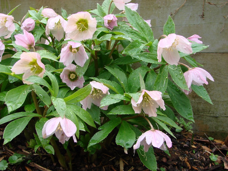 Παράσιτα Hellebore