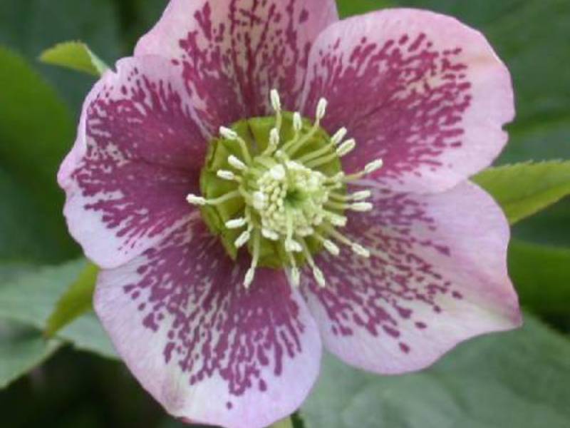 Làm thế nào và ở đâu để trồng một hellebore