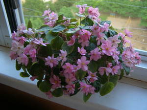 Trailer violets are beautiful potted plants.