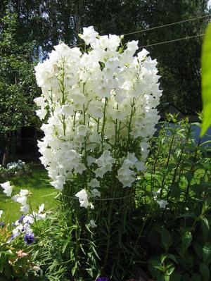 Variétés de fleurs vivaces