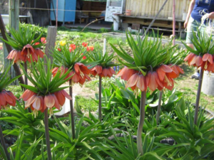 Middelgrote bloemen voor in de tuin