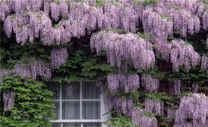 Flors enfiladisses pel jardí