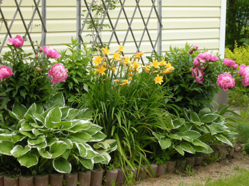 Varianter av flerårige blomster