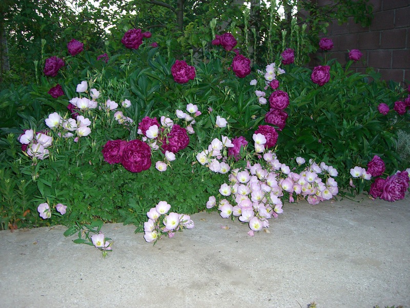 Escolha perenes para o jardim