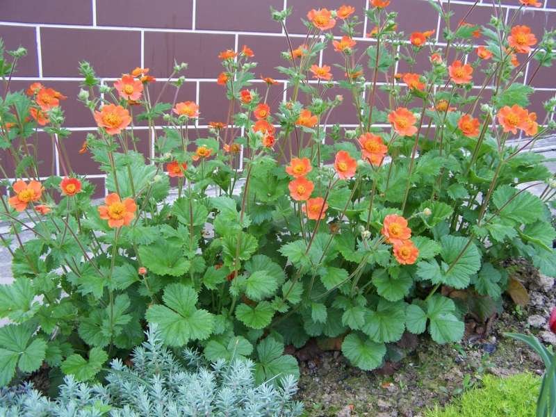 Hoe planten voor de tuin te kiezen