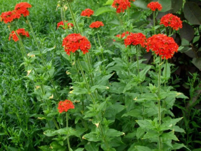 Fleurs vivaces de jardin