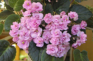 Le violette di Ampel si distinguono per le infiorescenze rosa pallido.