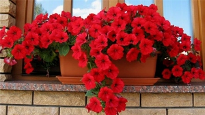 Fertilizantes para petunia ampelosa.