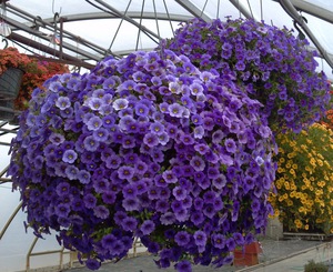 Hoeveel stuks petunia's in potten planten