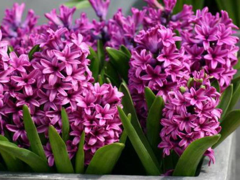 Hyacinth di bunga