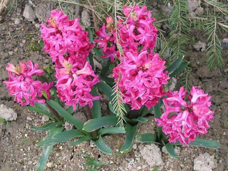 Jacintos en su cabaña de verano