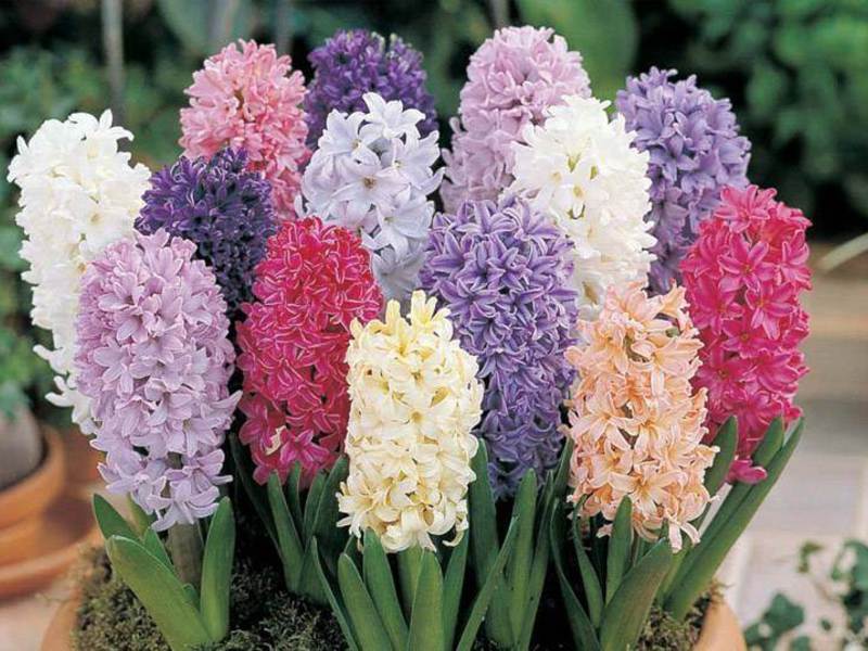 Forcing hyacinths in water