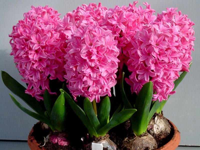 Hyacinths di bunga