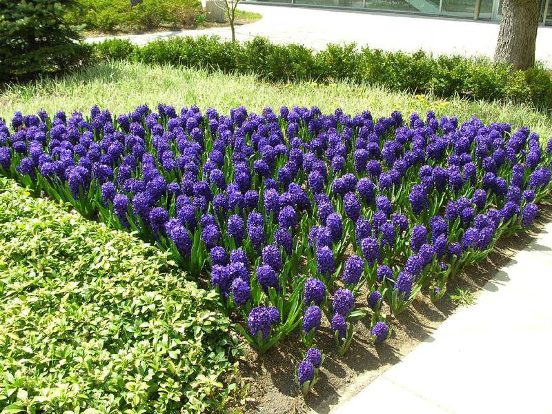 Com s’utilitzen els jacints en el disseny de jardins