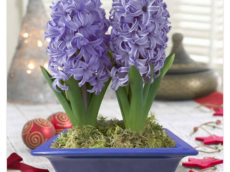 Rastúce hyacinty