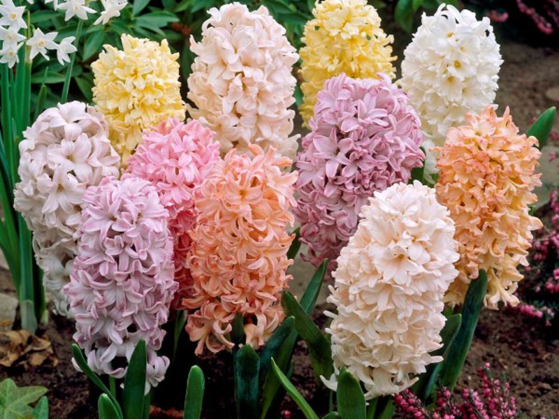 Hyacinth varieties