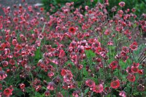 Come prendersi cura di un fiore di gravilat