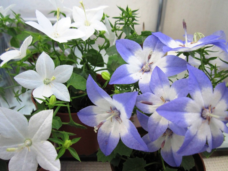 Enfermedades de la flor de la novia y el novio.