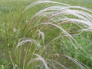 Planta herbácea pluma grama