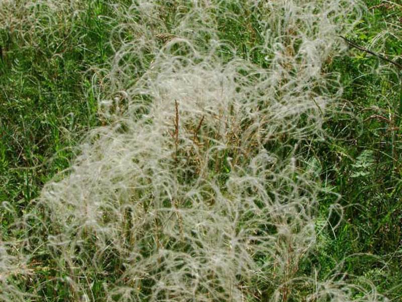 Variedades y tipos de pasto pluma.