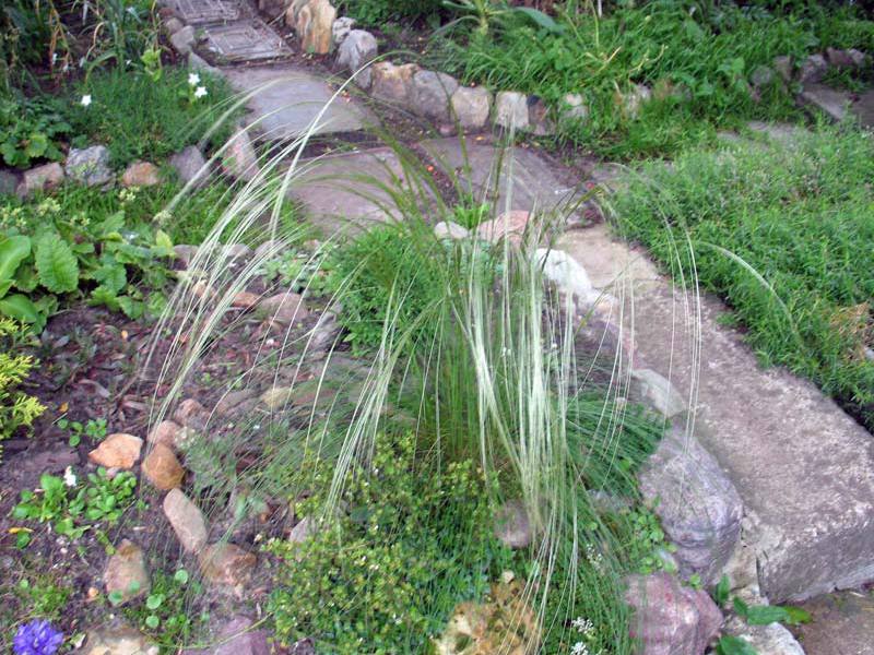 Herbaceous plant feather grass